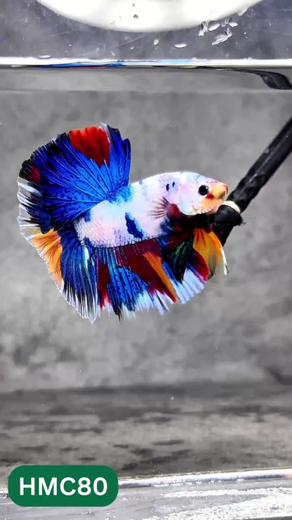 Multicolor Halfmoon Male Betta Fish | Order Directly From Farm | You Pick Fish