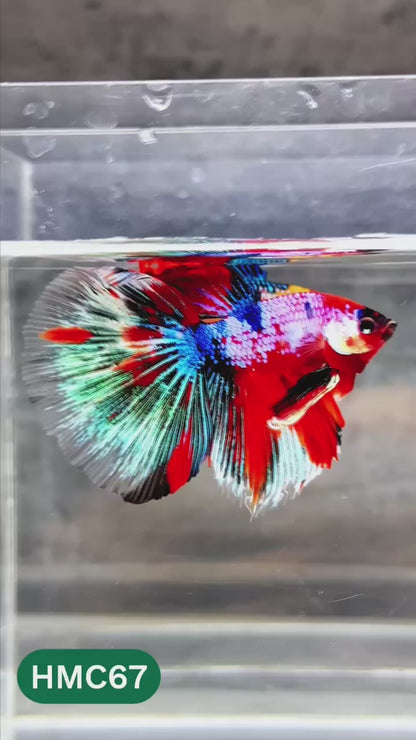 Nemo Halfmoon Male Betta Fish | Order Directly From Farm | You Pick Fish