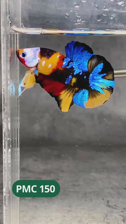 Multicolor Plakat Male Betta Fish |Show Grade|  You Pick Fish