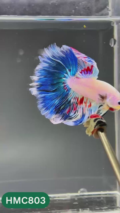 Nemo Halfmoon Male Betta Fish | Order Directly From Farm | You Pick Fish