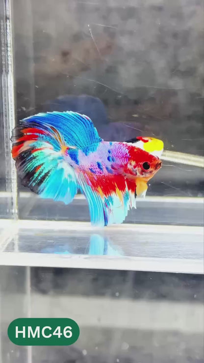 Multicolor Halfmoon Male Betta Fish | High Grade | Order Directly From Farm |  You Pick Fish |