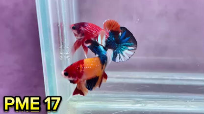 Metallic Plakat Betta Fish | You Pick Betta | Show Grade