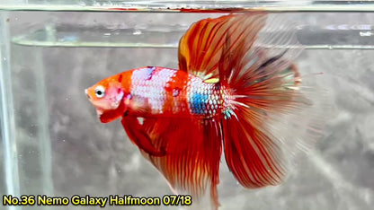 Multicolor Halfmoon Male Betta Fish | High Grade | Order Directly From Farm|  You Pick Fish |