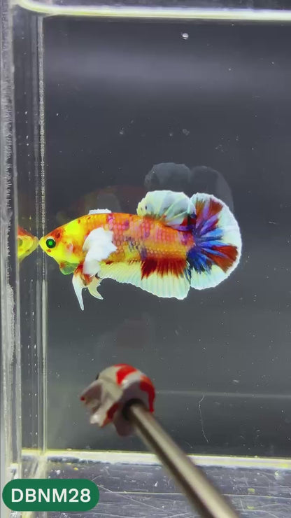 Dumbo Neno Neon Plakat Male Betta Fish | Neon Betta | You Pick Fish