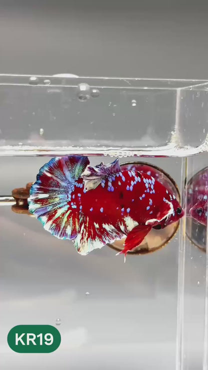 Golden Star Dust Galaxy Plakat Male Betta Fish | Super Rare | You Pick Fish