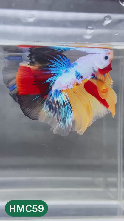 Multicolor Halfmoon Male Betta Fish | Order Directly From Farm | You Pick Fish