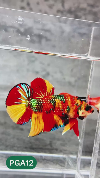King Giant Plakat Male Betta Fish | You Pick Fish | High Grade