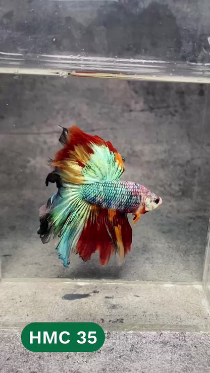 Multicolor Halfmoon Male Betta Fish | High Grade | Order Directly From Farm |  You Pick Fish |