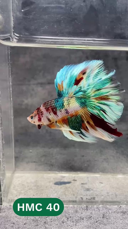 Multicolor Halfmoon Male Betta Fish | High Grade | Order Directly From Farm |  You Pick Fish |