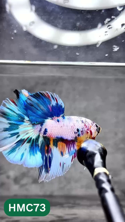 Multicolor Halfmoon Male Betta Fish | Order Directly From Farm | You Pick Fish