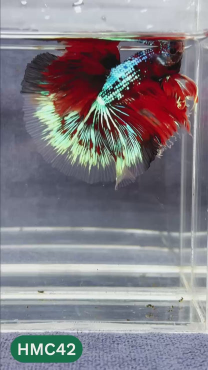 Multicolor Halfmoon Male Betta Fish | Order Directly From Farm | You Pick Fish