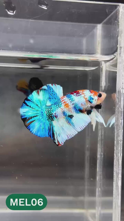Metallic Plakat Betta Fish | You Pick Betta | Show Grade