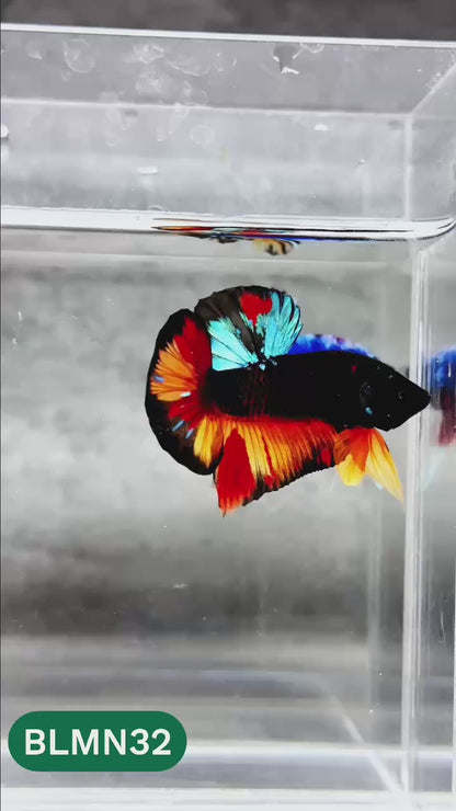 Dark Flame Hellfire Plakat Male Betta Fish | You Pick Fish | Rare Betta