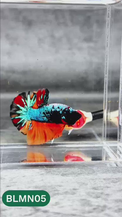 Dark Flame Hellfire Plakat Male Betta Fish | You Pick Fish | Rare Betta