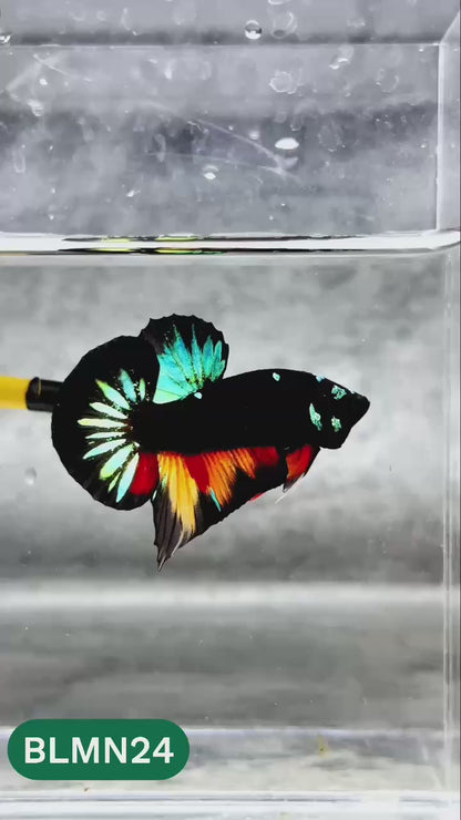 Dark Flame Hellfire Plakat Male Betta Fish | You Pick Fish | Rare Betta