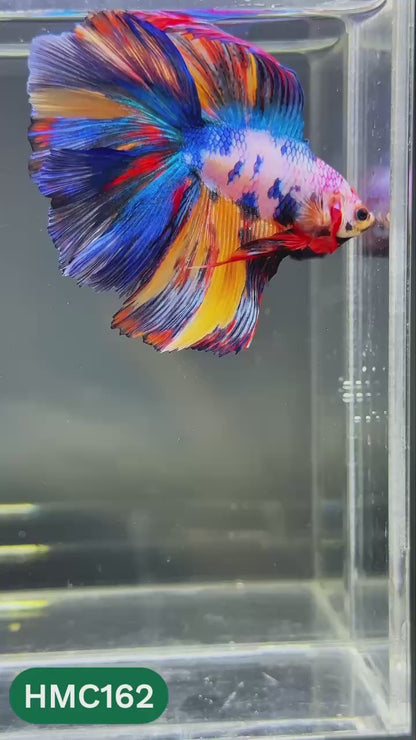Multicolor Halfmoon Male Betta Fish | Order Directly From Farm | You Pick Fish