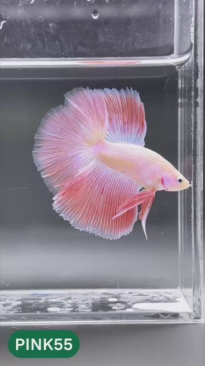 Pink Halfmoon Male Betta Fish | You Pick Fish | Order Directly From Farm