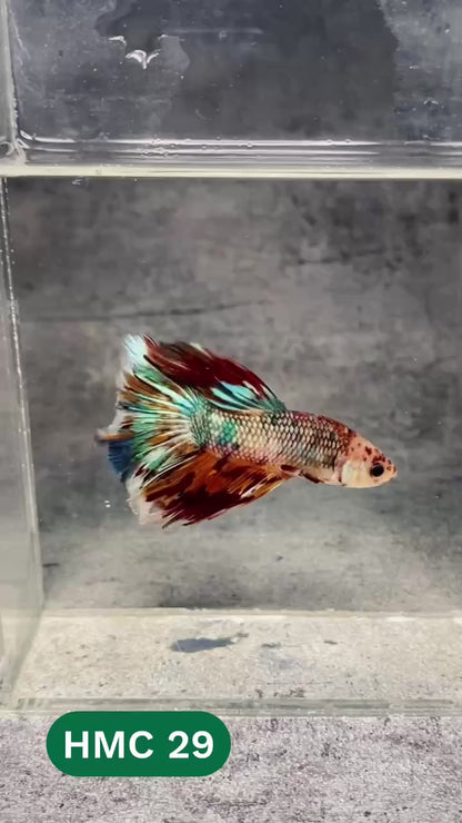 Multicolor Halfmoon Male Betta Fish | High Grade | Order Directly From Farm |  You Pick Fish |