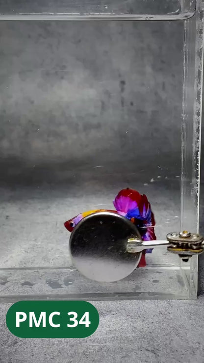 Multicolor Plakat Male Betta Fish |Show Grade|  You Pick Fish
