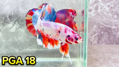 King Giant Plakat Male Betta Fish | You Pick Fish | High Grade