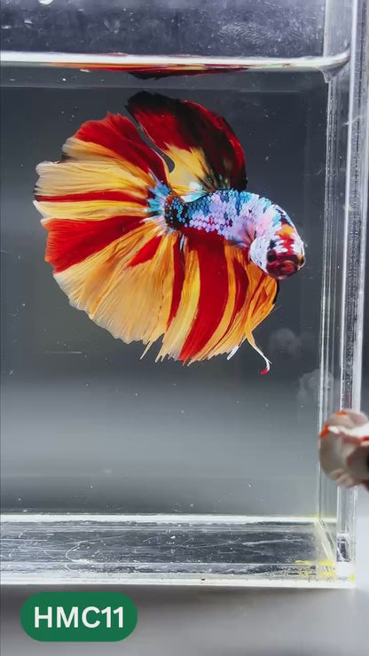 Multicolor Halfmoon Male Betta Fish | High Grade | Order Directly From Farm |  You Pick Fish |
