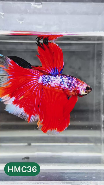 Nemo Halfmoon Male Betta Fish | Order Directly From Farm | You Pick Fish