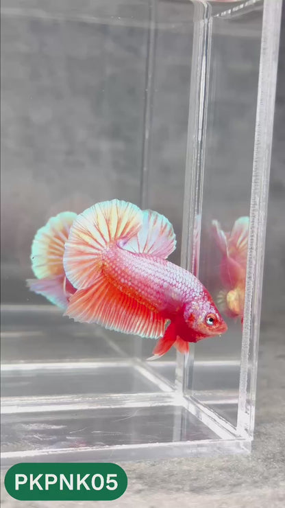 Pink Plakat Male Betta Fish | You Pick Fish | Rare Color