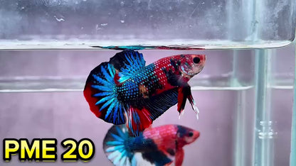 Metallic Plakat Betta Fish | You Pick Betta | Show Grade