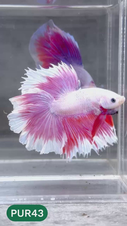 Purple Halfmoon Male Betta Fish | You Pick Fish | Order Directly From Farm
