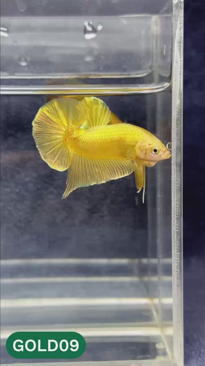Super Gold Plakat Male Betta Fish | You Pick Fish | Show Grade