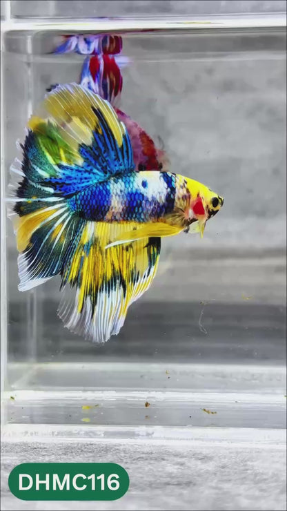 Multicolor Halfmoon Male Betta Fish | Order Directly From Farm | You Pick Fish