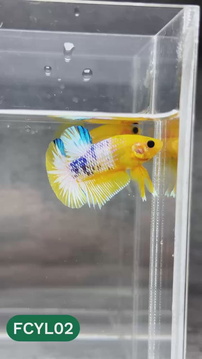 Yellow Fancy Male Betta Fish | Order Directly From Farm | You Pick Fish