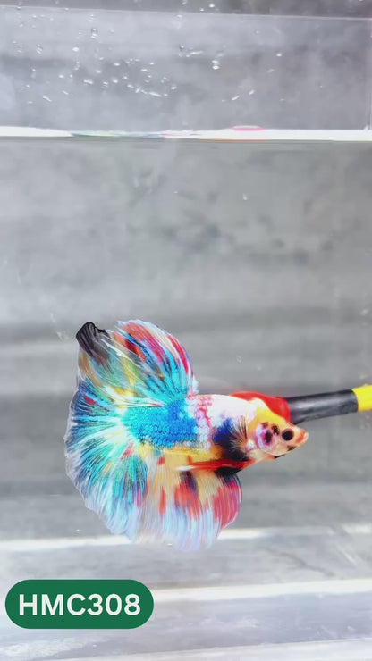 Multicolor Halfmoon Male Betta Fish | High Grade | Order Directly From Farm |  You Pick Fish |