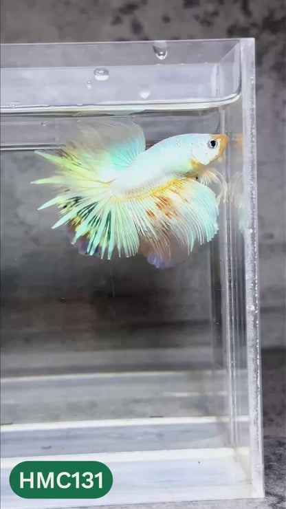Multicolor Halfmoon Male Betta Fish | High Grade | Order Directly From Farm |  You Pick Fish |
