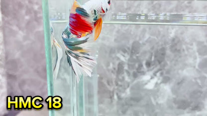 Multicolor Halfmoon Male Betta Fish | High Grade | Order Directly From Farm|  You Pick Fish |