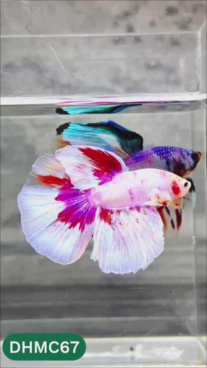 Multicolor Halfmoon Male Betta Fish | Order Directly From Farm | You Pick Fish