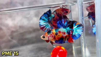 Metallic Plakat Betta Fish | You Pick Betta | Show Grade