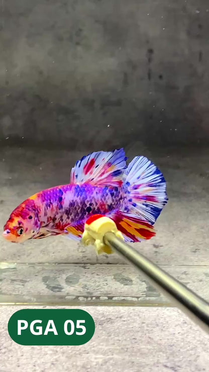 King Giant Plakat Male Betta Fish | You Pick Fish | High Grade