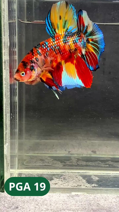King Giant Plakat Male Betta Fish | You Pick Fish | High Grade