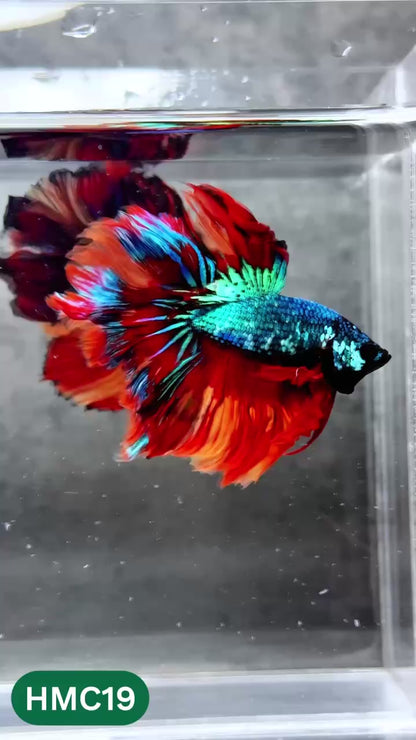 Multicolor Halfmoon Male Betta Fish | High Grade | Order Directly From Farm |  You Pick Fish |