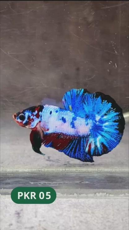 Multicolor Yellow Base Plakat Male Betta Fish | Order Directly From Farm |  You Pick Fish