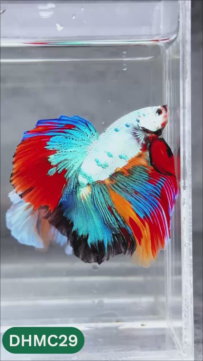 Multicolor Halfmoon Male Betta Fish | Order Directly From Farm | You Pick Fish