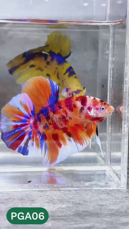 King Giant Plakat Male Betta Fish | You Pick Fish | High Grade