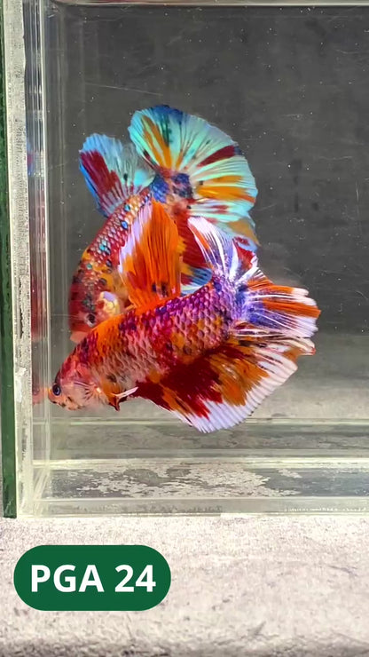 King Giant Plakat Male Betta Fish | You Pick Fish | High Grade