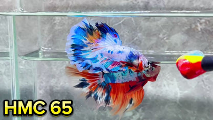 Multicolor Halfmoon Male Betta Fish | High Grade | Order Directly From Farm|  You Pick Fish |