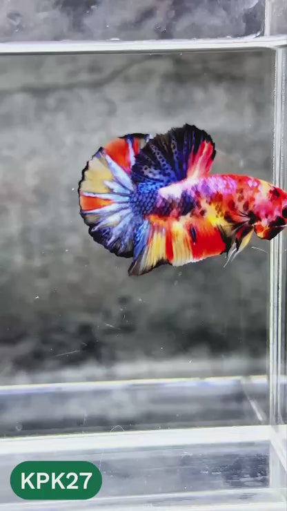 Multicolor Plakat Male Betta Fish |Show Grade|  You Pick Fish