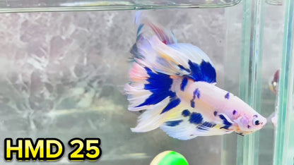 Blue Marble Dot Halfmoon Male Betta Fish | Order Directly From Farm | You Pick Fish