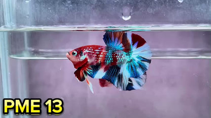 Metallic Plakat Betta Fish | You Pick Betta | Show Grade