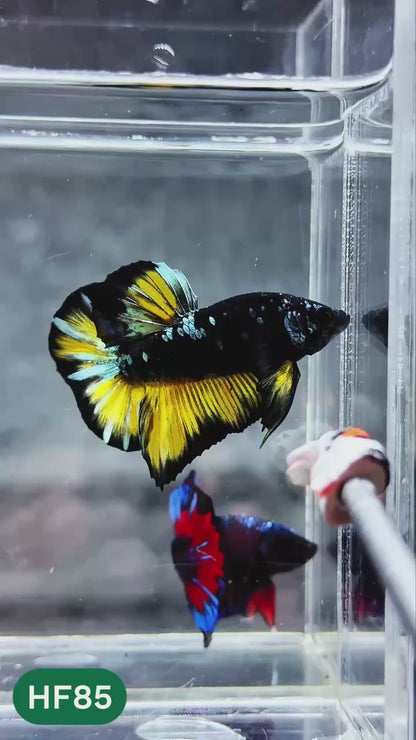 Dark Flame Hellfire Plakat Male Betta Fish | You Pick Fish | Exotic Betta