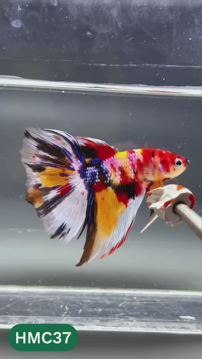 Multicolor Halfmoon Male Betta Fish | High Grade | Order Directly From Farm |  You Pick Fish |